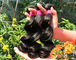Brown noir de 100% de Malaysian d'armure saine de cheveux/foncé naturel de jeune fille fournisseur